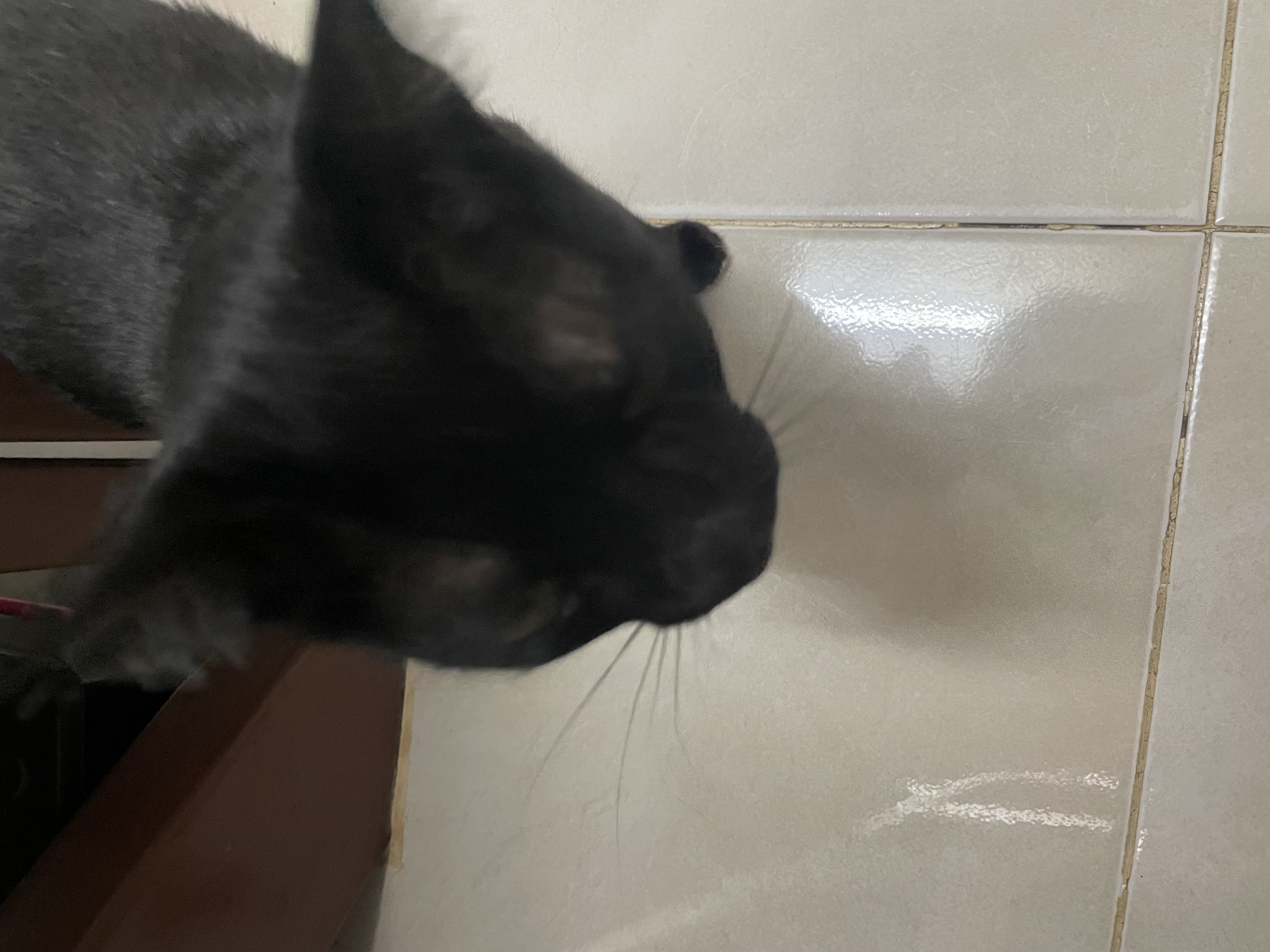 본문 이미지 13