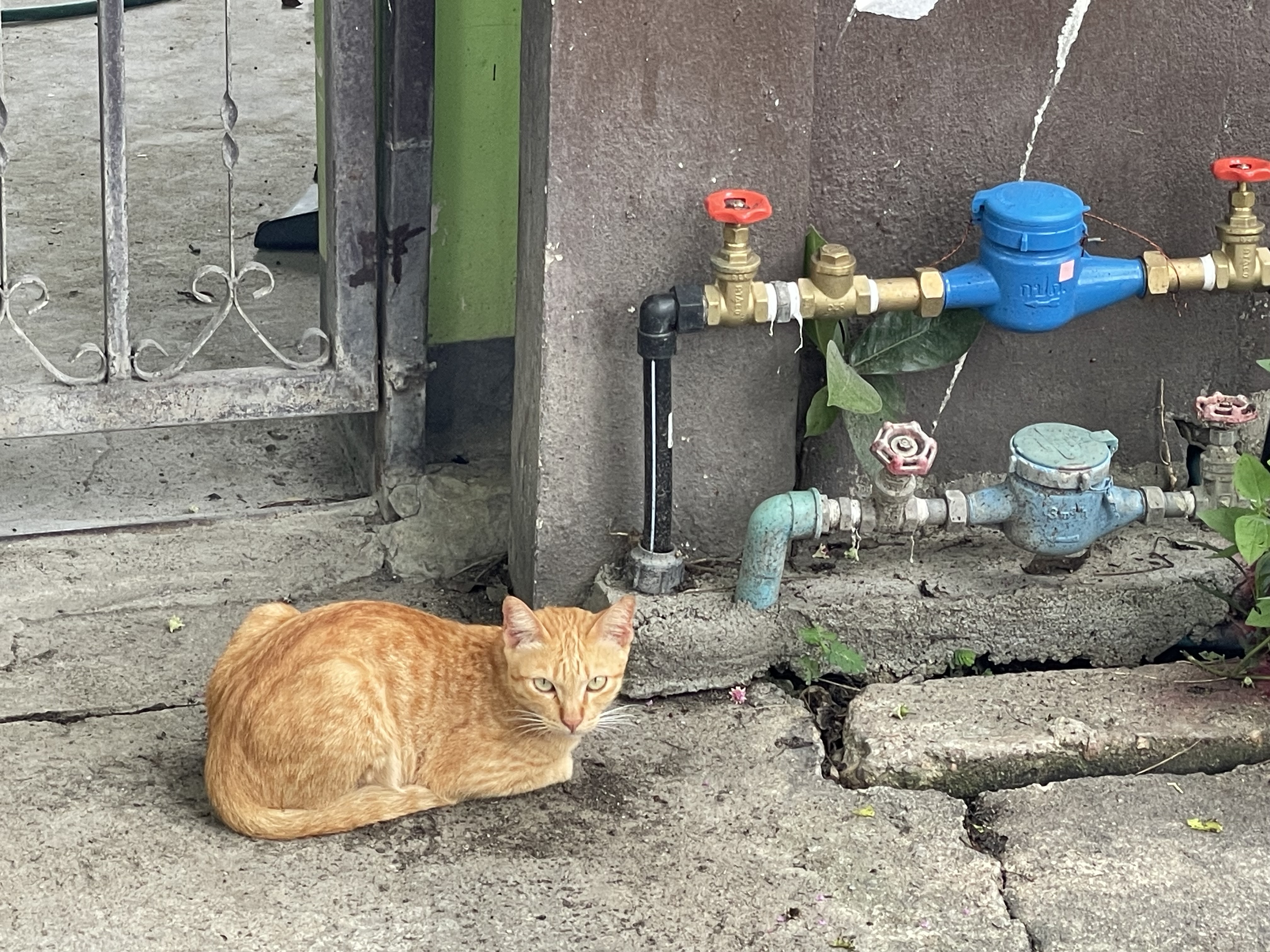 본문 이미지 9